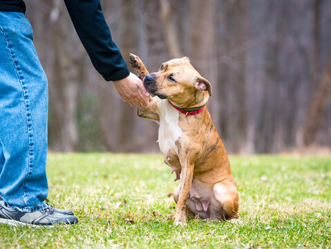 A Terrier mixed breed dog shaking hands with a person