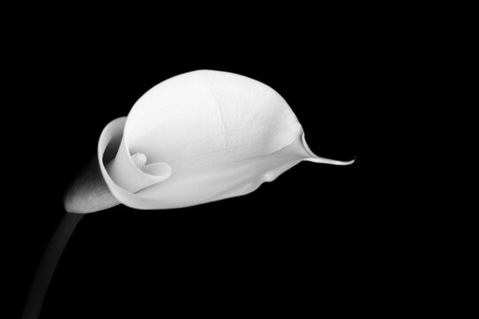 white calla lily