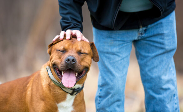 A person petting a happy Pit Bull Terrier mixed breed dog