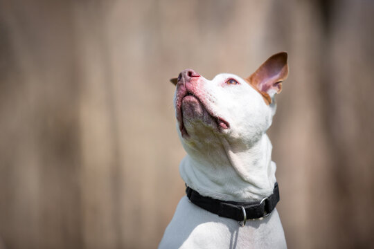 A Pit Bull Terrier mixed breed dog looking up to the side