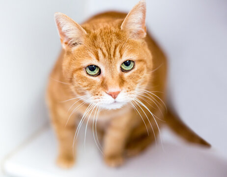 A shorthair cat looking up with a sad expression