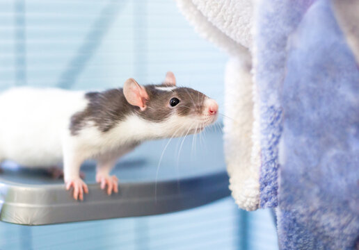 A curious domestic pet rat peeking out of its cage