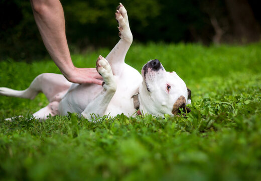 A mixed breed dog lying on its back and receiving a belly rub