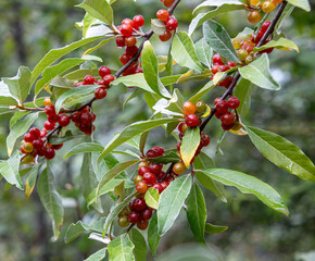 autumn olive branch with berries edible delicious © SurfyArt