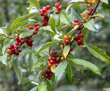 autumn olive branch with berries edible delicious