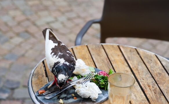 Pigeon pecking leftover food from a plate on a wooden cafe table outdoors