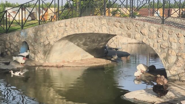 Patos en estanque de agua bajo puente en parque 