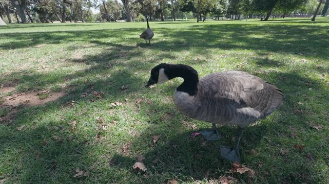 Man Hand Feeding Bread Piece to Canada Goose Outdoors