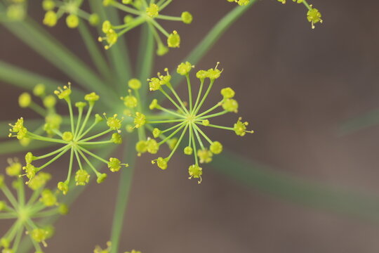 A macro shot of the teeny tiny yellow flowers of a fully opened dill plant. 