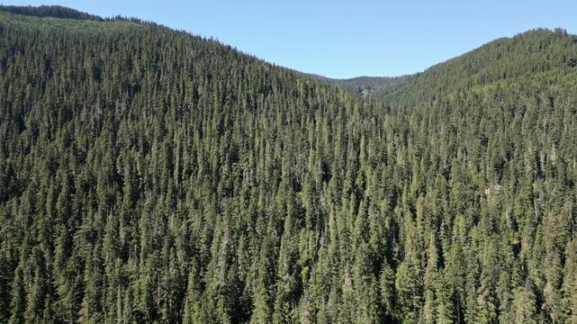 Landscape of mountain and forest lake. Nature landscape. Lake in scenic nature. Scenic forest nature at hiking lake. Mountain green forest. Remote landscape. Lake with evergreen forest landscape