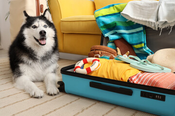 Pet friendly travel and vacation planning, husky dog with open suitcase packed for summer holiday trip © Pixel-Shot