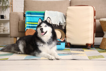 Pet friendly travel and vacation planning, husky dog lying on rug with open suitcase packed for a trip © Pixel-Shot