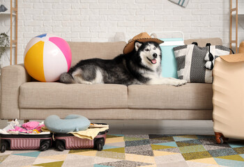 Summer vacation and travel preparation, husky dog wearing a straw hat on a sofa with luggage and beach accessories © Pixel-Shot
