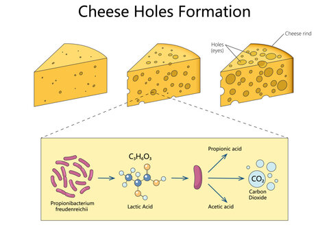 how Propionibacterium converts lactic acid into carbon dioxide, creating characteristic holes or eyes during cheese ripening diagram hand drawn schematic vector. Science educational illustration
