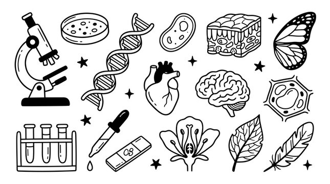 Doodle collection of science and biology icons, microscope, dna helix, brain, heart, butterfly, petri dish, test tubes, and flower, hand-drawn