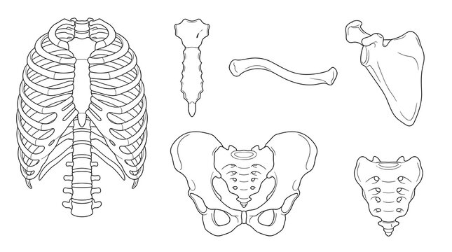 Collection of dotted outlines of human skeletal parts, including skull, femur, clavicle, scapula, pelvis, and sacrum, presented as simple line art on