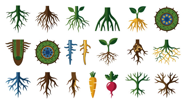 Flat Vector Set of Plant Roots and Seedlings for Botany and Agriculture