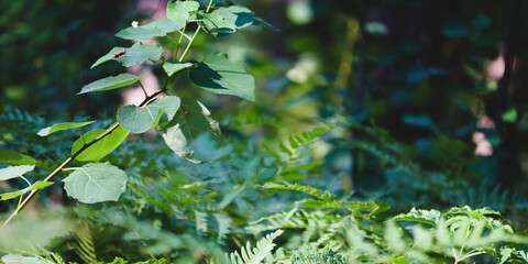 Close-up shot of lush green ferns and leaves © Aistock
