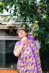Active 73 years old Russian senior woman does seasonal outdoor activities picking apple near chicken coop. © Tatiana