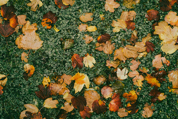 Fallen autumn leaves on dark green clover ground top view
