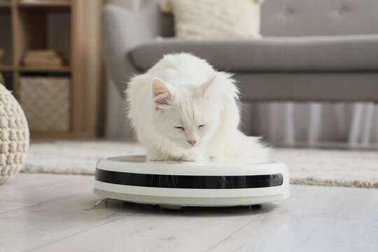 Cute white cat on robot vacuum cleaner at home