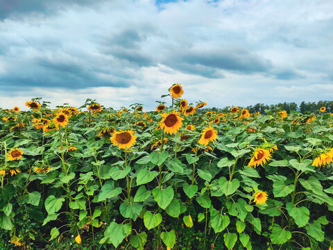 Sunflower field blooming under dramatic cloudy summer sky