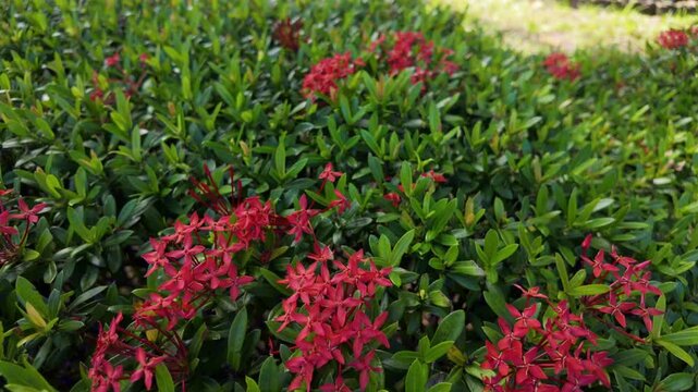Close-up of vibrant red ixora flowers blooming amidst lush green foliage. The scene captures the natural beauty and delicate details of these tropical blossoms
