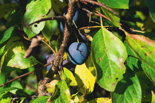 Ripe blue plum growing on branch with green leaves in sunlight
