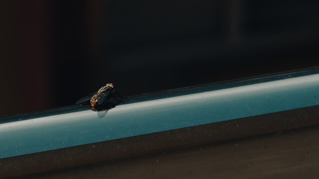 Black fly resting on shiny metal railing with reflection
