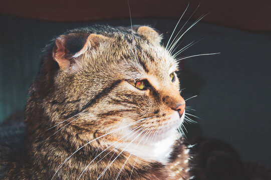 Attentive tabby cat looking away in profile portrait
