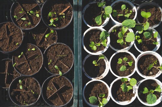 Top view of young green seedlings in plastic cups