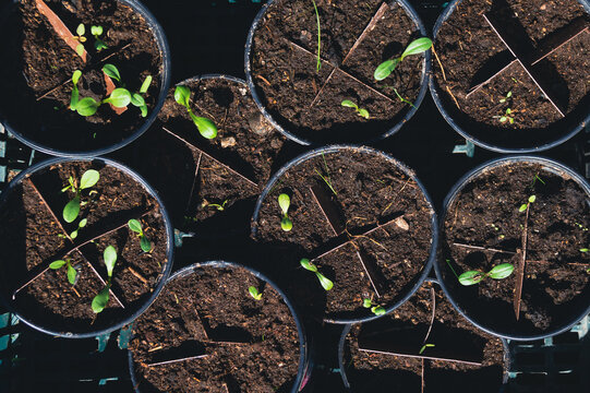 Young green seedlings in plastic cups