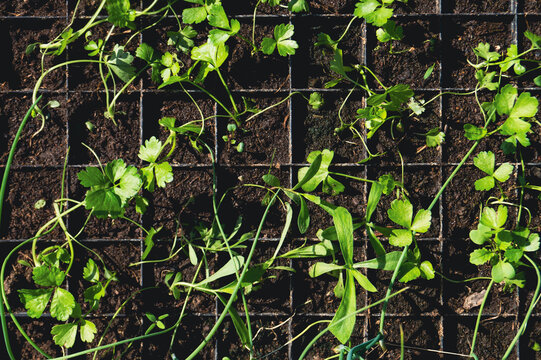 Young green sprouts in plastic cups