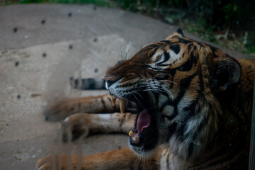 tiger in the zoo © Madison