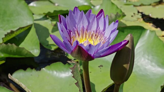 Lily morning blossom. Blooming waterlily flower in pond water. Lilies flower in nature. Summer nature. Bright purple flowering lily with leaves. Flower of Nymphaea waterlily. Flowering Nymphaea lily