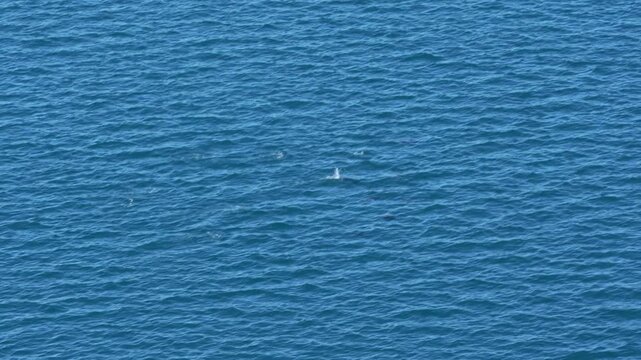 Penguins Porpoising and Jumping in Ocean in Antarctica Colony of Gentoo Penguins. Blue Water View From Cruise Ship. Fast Moving Wildlife.