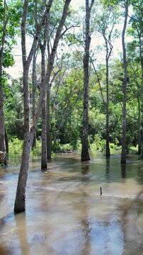 Aboriginal Indian Tribe In Manaus Amazonas Brazil. Capturing The Effects Of Flooding In The Amazon Rainforest. Nature Wildlife. Rainforest River. Manaus Amazonas.