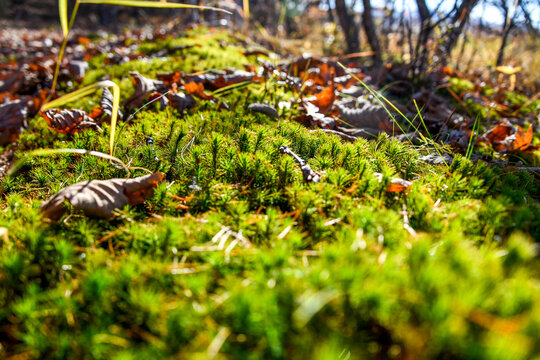 grass in the macro
