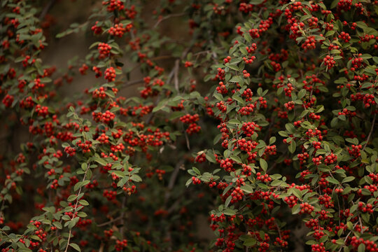 A California toyon, known as a Heteromeles arbutifolia, bears fruit berries in the San Gabriel Mountains above Azusa, California, USA.