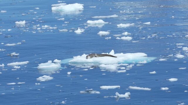 Leopard Seal Sleeps on Floating Iceberg in Antarctica. Wildlife Viewing From Cruise Ship. Incredible Sighting Cute Animal Nature Documentary
