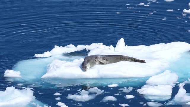 Leopard Seal Lays on Floating Iceberg in Antarctica Closeup Lifts Head. Wildlife Viewing From Cruise Ship. Incredible Sighting Cute Animal Nature