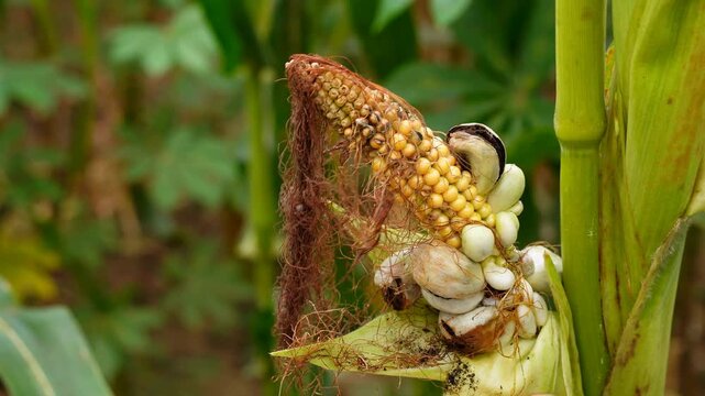Close-up hand touching edible huitlacoche fungus gall or Mexican truffle growing on sweet corn ear