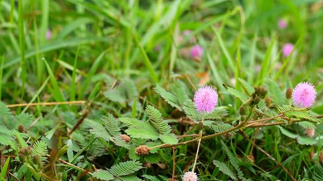 Close-up of honeybee collecting nectar and pollinating pink Mimosa pudica sensitive plant flower
