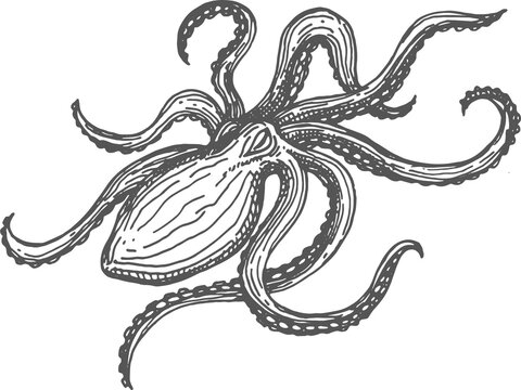 Octopus isolated eight-limb mollusc, soft-bodied