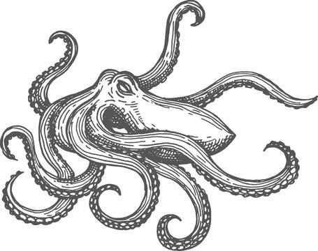 Marine animal Octopus sketch sea monster isolated