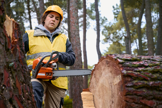 Young female lumberjack wearing work clothes, vest, and safety helmet holds a chainsaw after cutting a pine log in a forest for timber harvesting