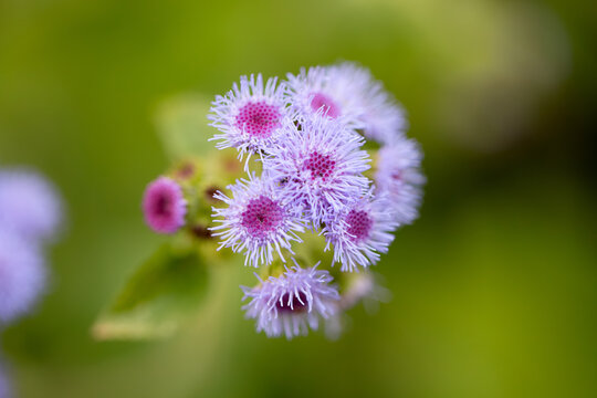 Ageratum Houstonianum, Floss Flower, Fluffy Purple Flowers, Powder Puff Purple Blue Flower Clusters
