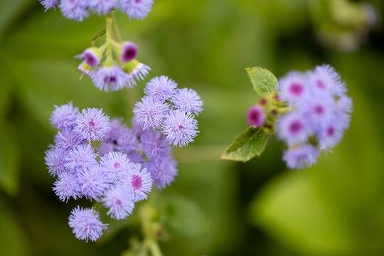 Ageratum Houstonianum, Floss Flower, Fluffy Purple Flowers, Powder Puff Purple Blue Flower Clusters
