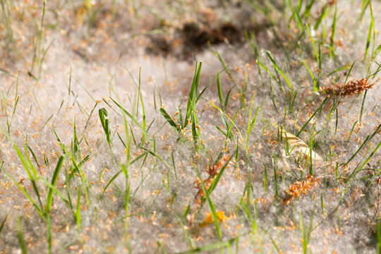 Poplar Seed Fluff Covering Green Grass in Spring