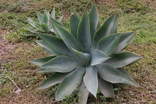 Large Green Agave Succulent Growing in a Garden